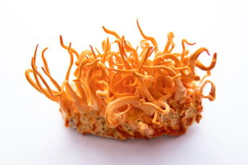 Cordyceps: The Energy-Boosting Super Mushroom