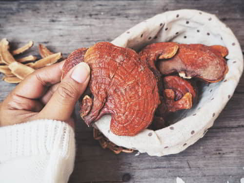 5 Powerful Benefits of Reishi: The Mushroom of Immortality